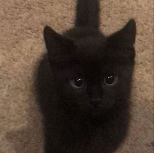 Meet your Posher, Cesar picon